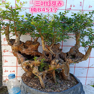 小叶赤楠盆景怎么养赤楠盆景怎么养