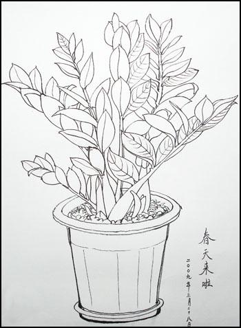 钢笔白描-盆花