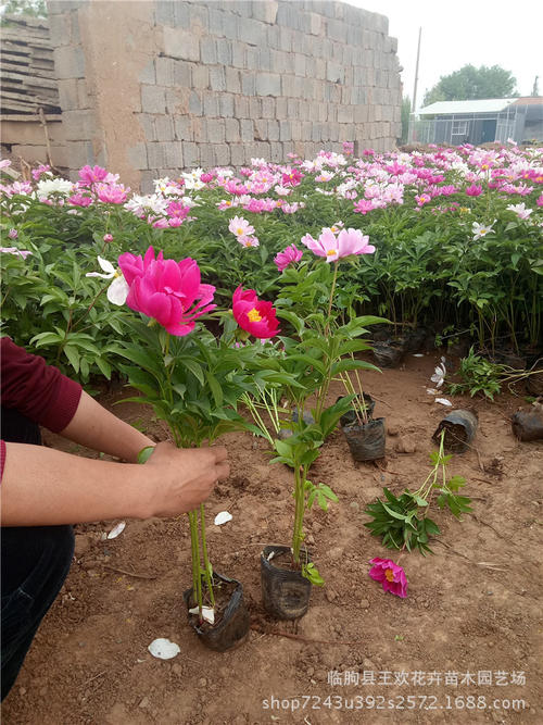 芍药花苗芍药花苗图片