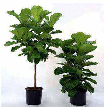 室内植物名称图片室内花卉植物名称图片