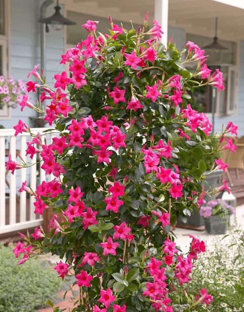 在花盆里,粉红色的香花 在墙上爬行的花朵可以蓬勃发展
