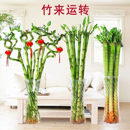 四季开花和有价的竹子植物使紫色和红色的庆祝活动更加受欢迎。