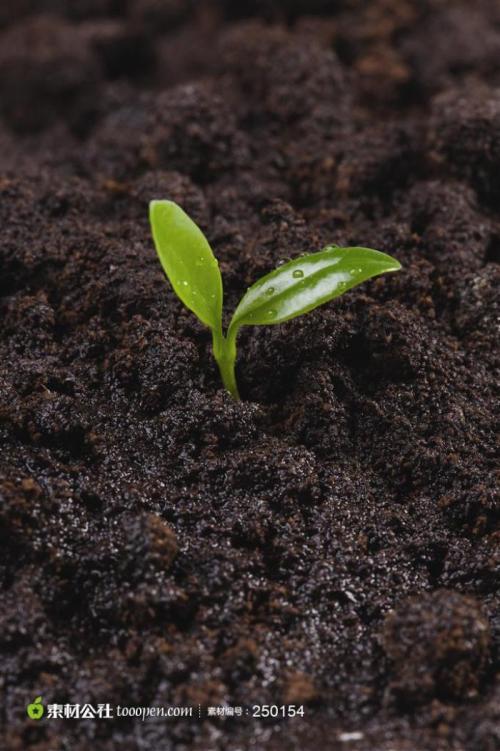 植物种子发芽植物种子发芽过程图片