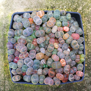 生石花盆景生石花开花图片
