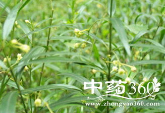 青蒿素,蔬菜,阿草,植物,中药中草药植物2019-2020年中草草植物说明中