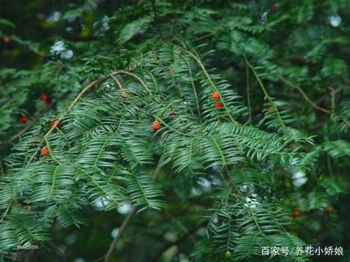 红豆杉公母开花图片红豆杉的花图片