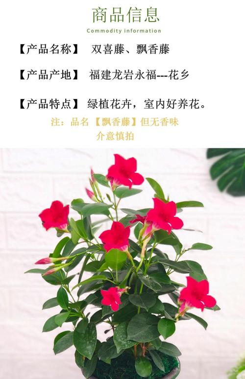 千里飘香藤图片飘香藤