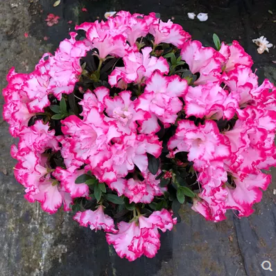 西洋杜鹃花 比利时
