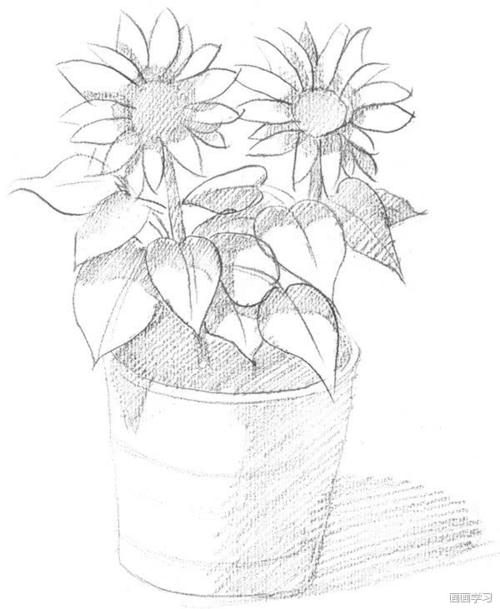 一张绘画辅导课 用于画向日葵的素描 如何学习素描