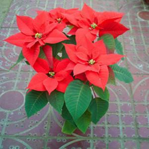 【包邮】植物盆栽室内盆栽圣诞花卉一品红花中之最一品红又名万年红
