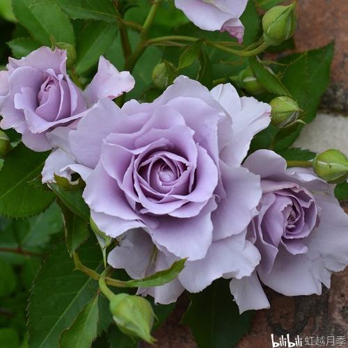 灌木月季,优雅的蓝紫色花瓣,该品种不同于其他蓝紫色月季品种,花色没