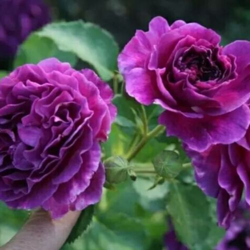 欧月比利时 密涅瓦月季 深紫色大花 多头强健丰花品种