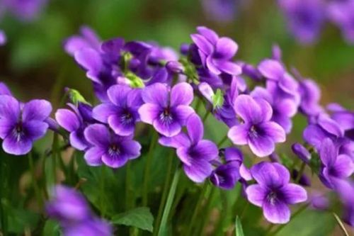 20种·高贵典雅的蓝紫色系植物