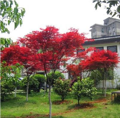 红枫树苗庭院绿化树苗四季种植日本红枫中国红枫盆栽