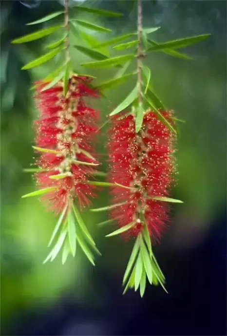 红串串花串串花