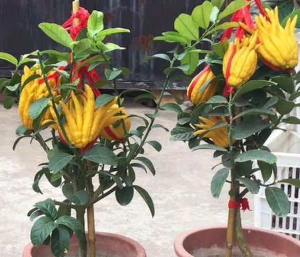 佛手花图片家庭佛手花开花的图片