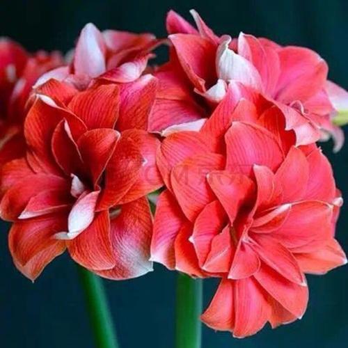 【常年开花】荷兰进口重瓣朱顶红四季开花植物室内盆栽浓香型花卉