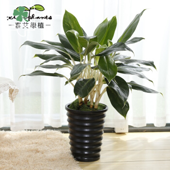 白马王子植物白马王子兰花