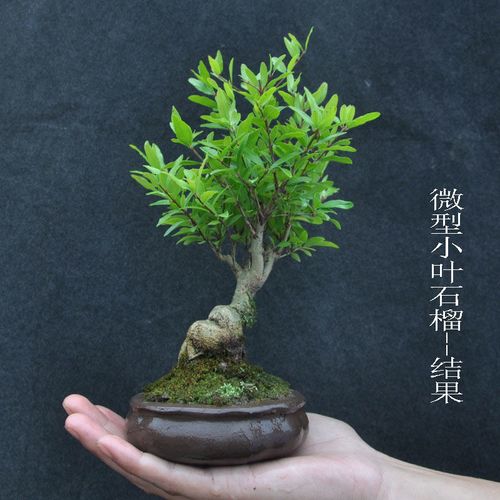 日本矮种小石榴盆景日本石榴盆景