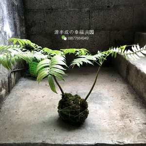 观音坐莲蕨马蹄蕨室内绿植盆栽蕨类植物四季常春带杆叶发货 带土杯高