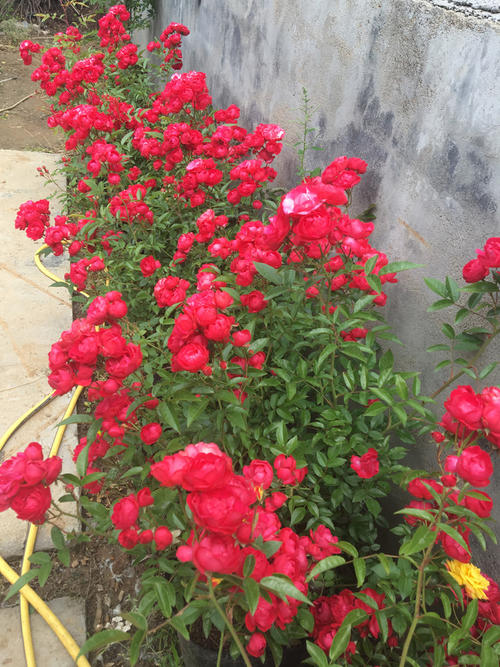 红色木香花木香花木蔷花