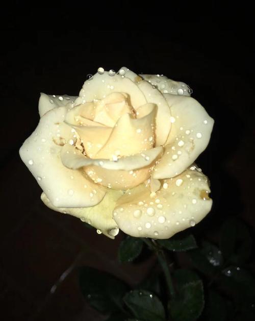 我种了两个半月的玫瑰 花朵是开着的 可爱的