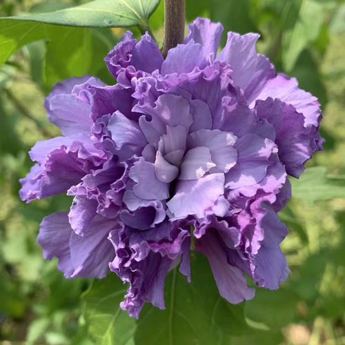 日本重瓣紫玉木槿蓝紫色花卉盆栽阳台庭院观花观叶