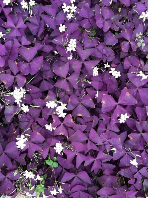 五种紫色叶子的植物