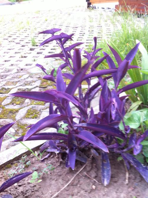 请问这紫色植物叫什么啊?