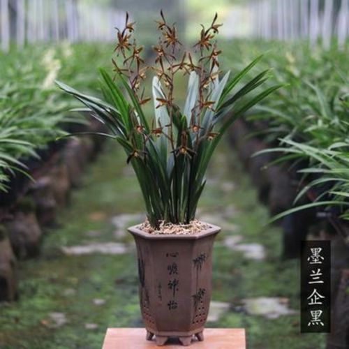 兰花 墨兰企黑 室内四季好养浓香型最香的兰花苗盆栽植物兰