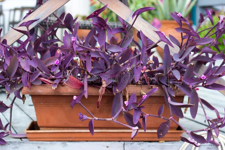 紫色叶子的植物图片