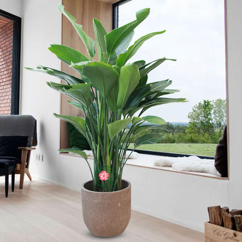 绿色植物、室内植物和生活空间
