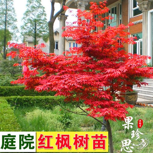 日式庭院植物中国红枫树苗四季红红枫盆栽植物室内红舞姬红枫日本