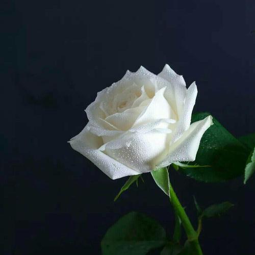 白玫瑰代表着黑暗和无光的夜晚纯洁的光芒,花瓣是伊拉克人民从青豆的眼泪。