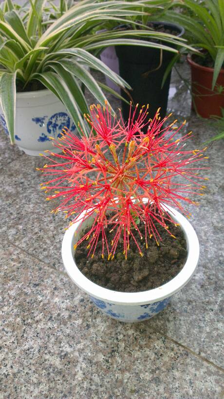 家养彼岸花盆栽彼岸花盆栽