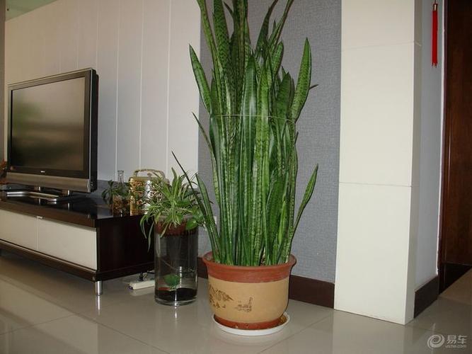 有什么盆栽植物适合放在家里养?