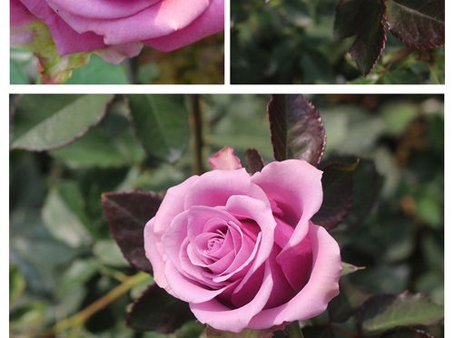 昆明基地紫美人玫瑰种苗 现挖现发 玫瑰小苗 大花观赏月季苗批发