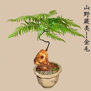 金丝猴蕨类盆景金丝猴蕨类盆景图片