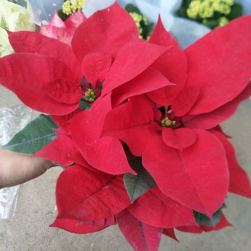 一品红圣诞红盆栽红色叶子的盆栽植物开红色的花年宵节日装饰花.