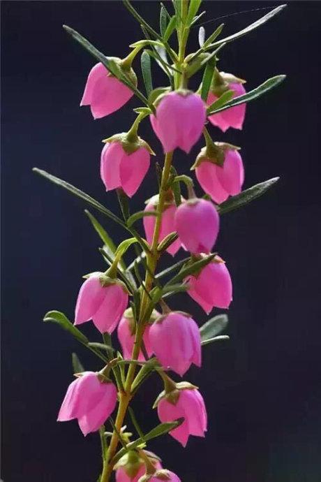 红串串花串串花