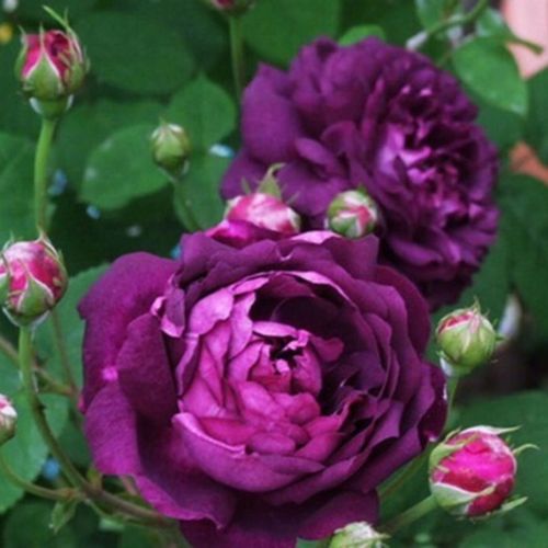 欧月 比利时 密涅瓦月季花灌木深紫色开花浓香丰花阳台庭院盆栽花