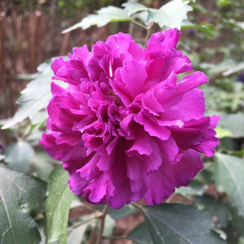 紫玉木槿日本重瓣紫木槿阳台花卉植物盆栽室外耐热多花灌木带原土