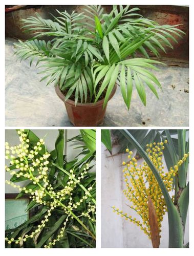 袖珍椰子花卉袖珍椰子开花