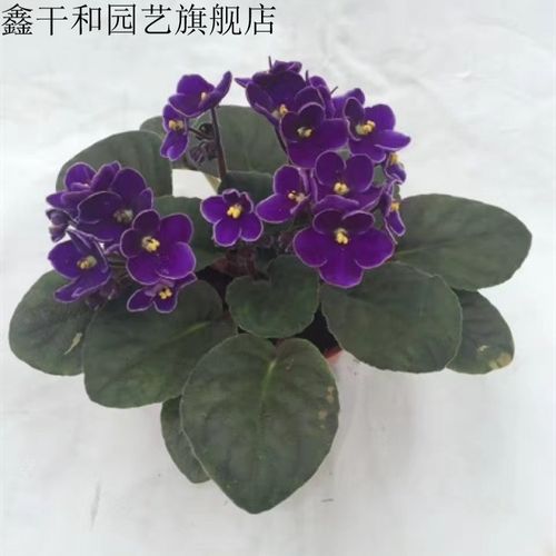 重瓣紫罗兰盆栽非洲堇花苗带花苞开花不断室内四季花卉植物除 星语 不