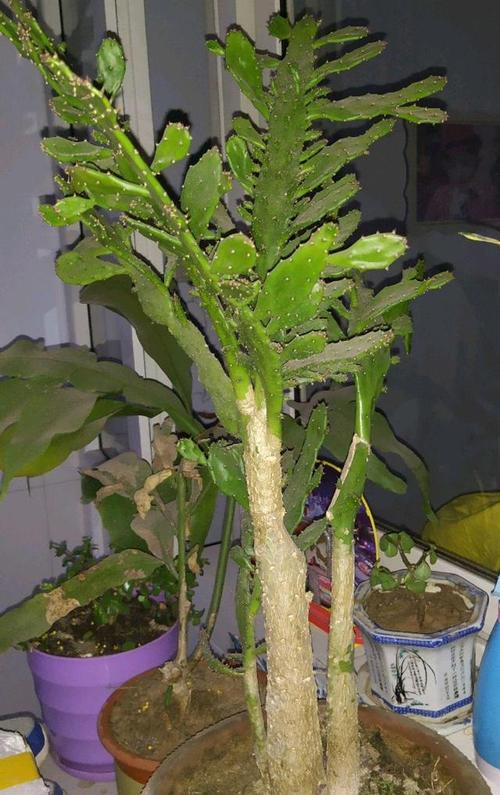 山影仙人掌的养殖方法山影仙人掌开花