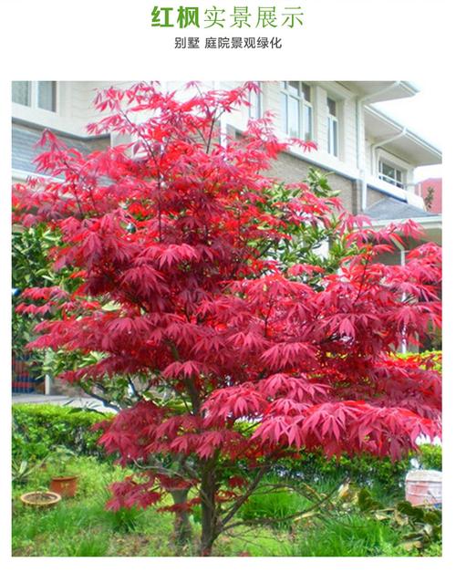 红枫树苗 日本红枫美国红枫中国红四季红庭院绿化红枫