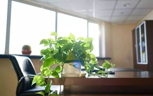绿萝,风水,办公桌,盆栽