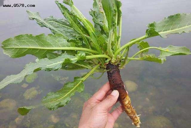 此植物形似菠菜,却叫土黄金具有较高的药用价值