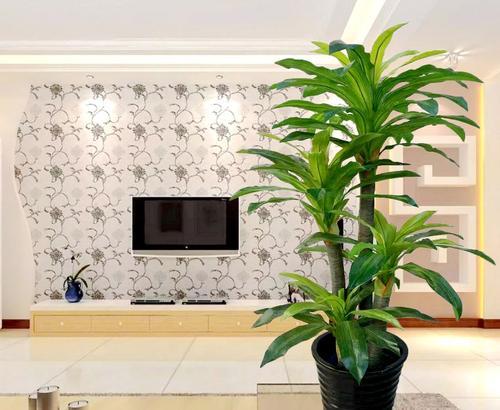这些大型绿色种植园在客厅里, 创造了奢侈的环境!