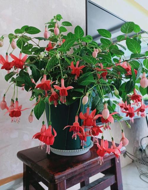灯笼花盆景图片大全灯笼花图片盆景